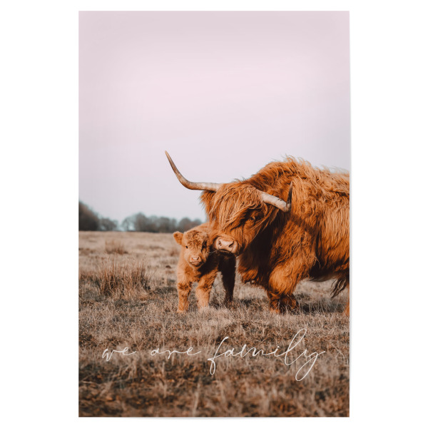 Poster "Hochland Rinder - we are family" artboxONE - Natur,Reise,Tiere - Hochland,Rind,Pink,Feld,Natur,Reise,Tiere,Baby,Kind,Mama,Highland,Cow