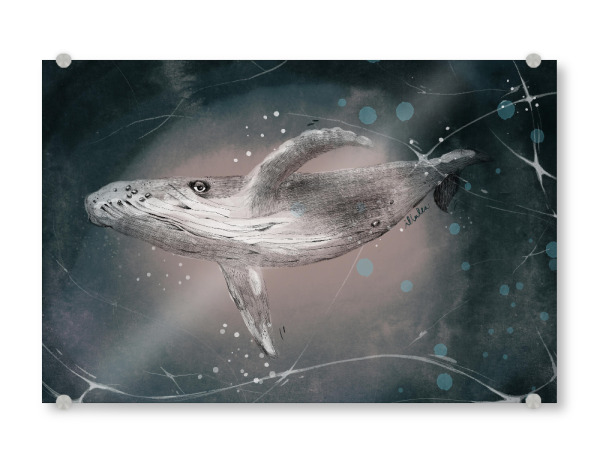 Acrylglasbild "Lea Schulze - Wal" artboxONE - Natur,Tiere - Natur,Fauna,Fisch,Hai,Tier,Unterwasser,Tauchen,Ozean,Wal