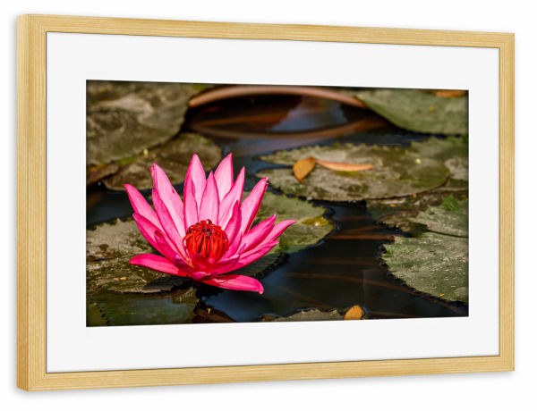 Poster mit Rahmen kiefer "Eine blühende Seerose" artboxONE - Floral - Seerose,Blume,Blüte,Teichrose,Rose