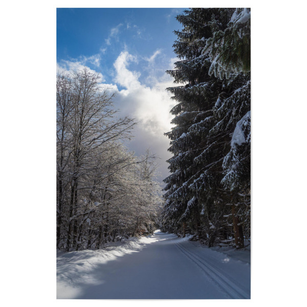 Poster "Loipe, Wald, Schnee" artboxONE - Natur,Reise