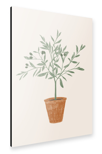 Alu-Dibond "Kleiner Olivenbaum" 30x20 cm artboxONE