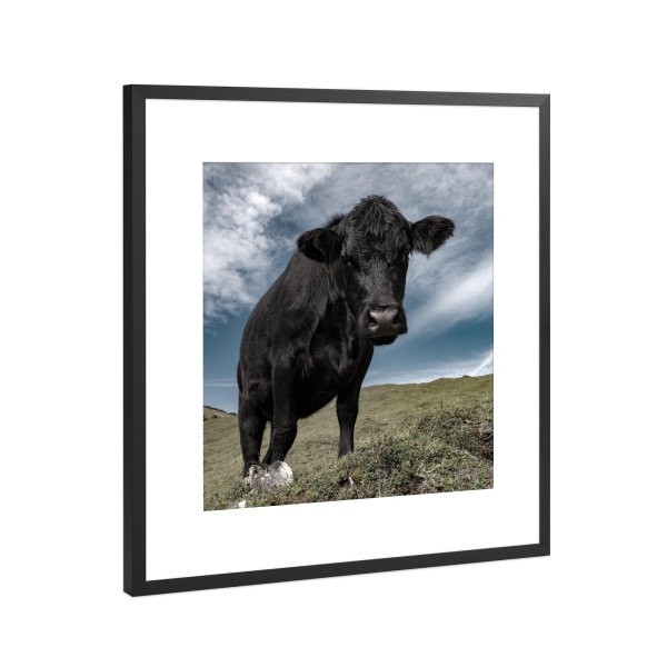 Poster mit Rahmen Schwarz (Metallic) "Jungstier" artboxONE - Natur,Tiere - Stier,Jungstier,Tiere,Jungtier,Alpen,Karwendel,Plumsjochhütte
