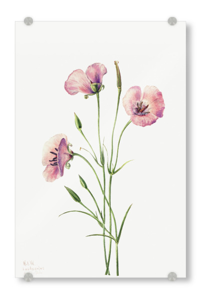 Acrylglasbild "Walcott - Lilac Mariposa" artboxONE - Natur,Floral - Botanik,Natur,Pflanze,Blume,Blüte,Floral,Museum,Vintage