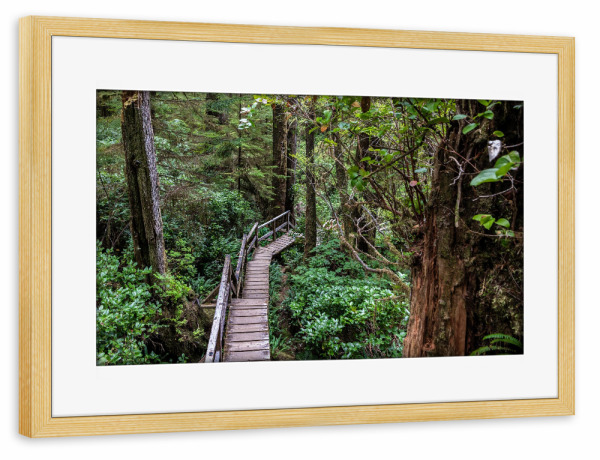 Poster mit Rahmen kiefer "Im kanadischen Regenwald" artboxONE - Natur