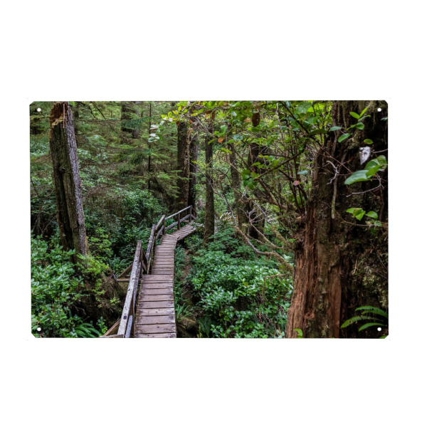 Metall Poster "Im kanadischen Regenwald" artboxONE - Natur
