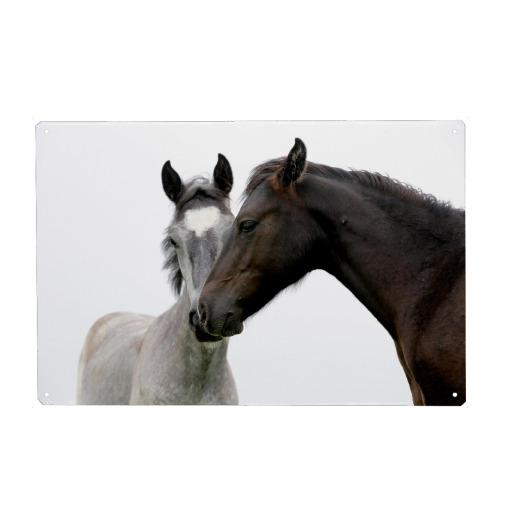 Two lovely horses on white