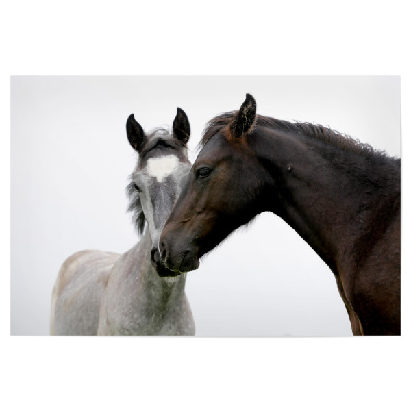 Poster 30x20 cm "Zwei schöne Pferde auf Weiß" artboxONE - Natur,Tiere