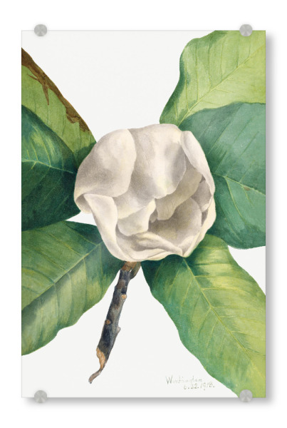 Acrylglasbild "Walcott - Magnolia Uno" artboxONE - Natur,Floral - Botanik,Natur,Pflanze,Blume,Blüte,Floral,Museum,Vintage