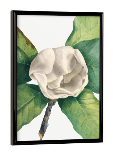 Poster mit schwarzem Rahmen "Walcott - Magnolia Uno" artboxONE - Natur,Floral - Botanik,Natur,Pflanze,Blume,Blüte,Floral,Museum,Vintage