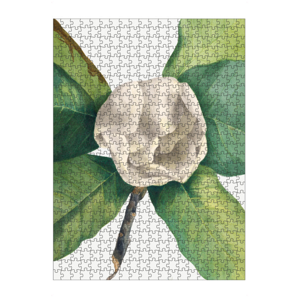 Puzzle Ravensburger "Walcott - Magnolia Uno" artboxONE - Natur,Floral - Botanik,Natur,Pflanze,Blume,Blüte,Floral,Museum,Vintage - Bild botanik