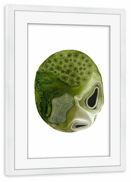 Poster mit Rahmen weiß "Katherine Heald - Frostin Duo" artboxONE - Natur,Abstrakt