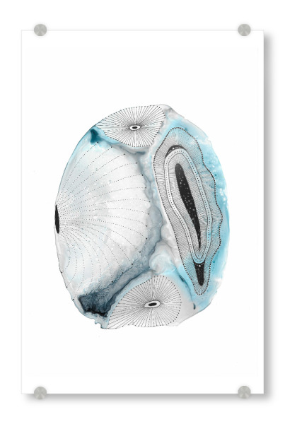 Acrylglasbild "Katherine Heald - Ocean Shells" artboxONE - Abstrakt,Unterwasser
