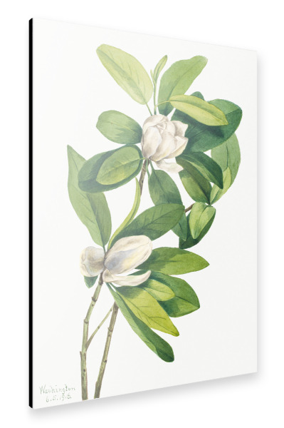 Alu-Dibond "Walcott - Stewartia Uno" 30x20 cm artboxONE