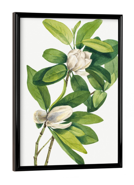 Poster mit schwarzem Rahmen "Walcott - Stewartia Uno" artboxONE - Natur,Floral - Botanik,Natur,Pflanze,Blume,Blüte,Floral,Museum,Vintage