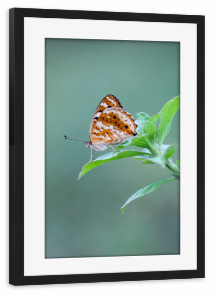 Poster mit Rahmen schwarz "Wunderschöner Schmetterling" artboxONE - Floral - Schmetterling,Fotografie,Naturfotografie,Natur