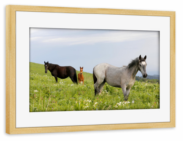 Poster mit Rahmen kiefer "Braune Pferde auf grüner Weide" artboxONE - Natur,Tiere