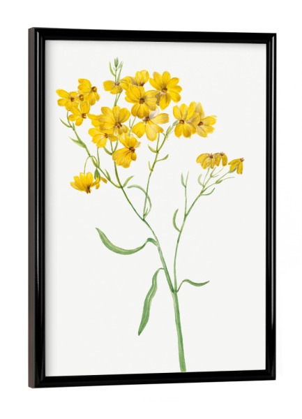 Poster mit schwarzem Rahmen "Walcott - Sparsiflora" artboxONE - Natur,Floral - Botanik,Natur,Pflanze,Blume,Blüte,Floral,Museum,Vintage