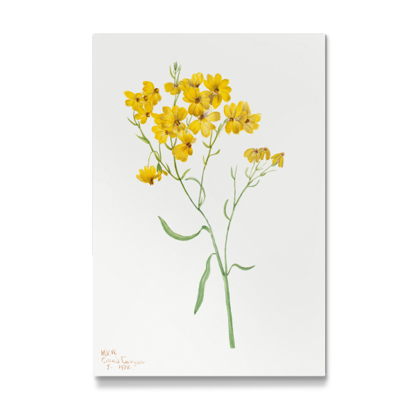 Galerie-Print "Walcott - Sparsiflora" 30x20 cm artboxONE