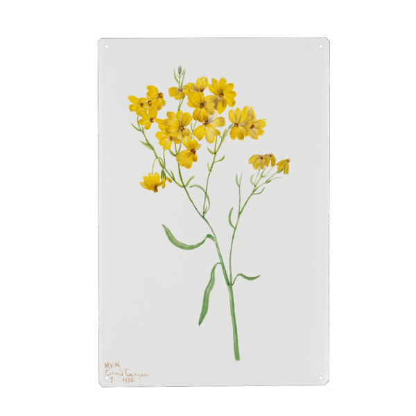 Metall Poster "Walcott - Sparsiflora" artboxONE - Natur,Floral - Botanik,Natur,Pflanze,Blume,Blüte,Floral,Museum,Vintage - Blechschild