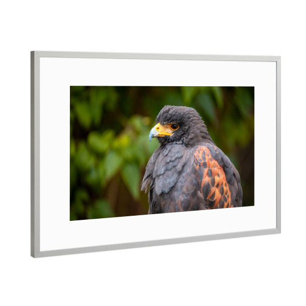 Poster mit Rahmen Silber "Porträt eines Wüstenbussard" artboxONE - Tiere - Wüstenbussard,Bussard,Vogel,Raubvogel,Greifvogel,Harris hawk