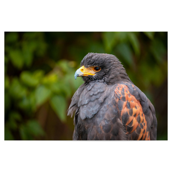 Poster 30x20 cm "Porträt eines Wüstenbussard" artboxONE - Tiere - Wüstenbussard,Bussard,Vogel,Raubvogel,Greifvogel,Harris hawk