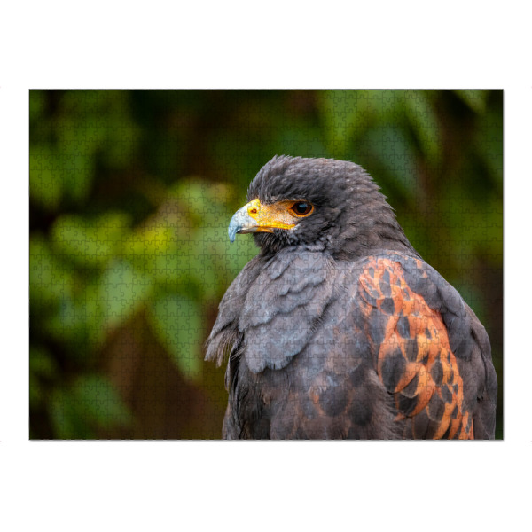 Puzzle Ravensburger "Porträt eines Wüstenbussard" artboxONE - Tiere - Wüstenbussard,Bussard,Vogel,Raubvogel,Greifvogel,Harris hawk