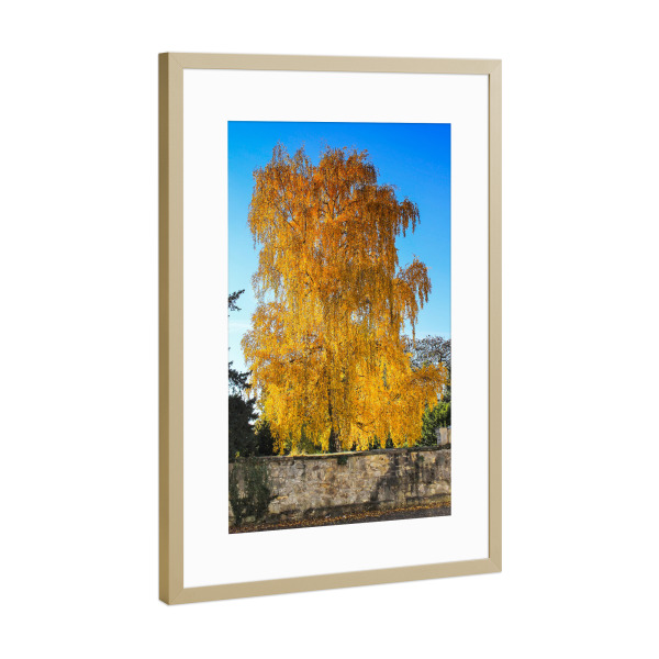 Poster mit Rahmen Gold "Birke im Herbst" artboxONE - Natur - Herbst,Birke,Bunt,Herbstfarben,Herbststimmung,Herbstlich,Herbstlaub