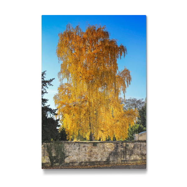Galerie-Print "Birke im Herbst" 30x20 cm artboxONE
