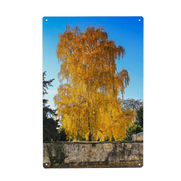Holzbild "Birke im Herbst" artboxONE - Natur - Herbst,Birke,Bunt,Herbstfarben,Herbststimmung,Herbstlich,Herbstlaub