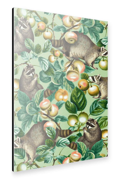 Alu-Dibond "Waschbär und Früchte" 30x20 cm artboxONE