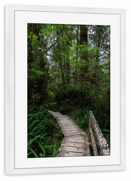 Poster mit Rahmen weiß "Im Regenwald - Hochformat" artboxONE - Natur