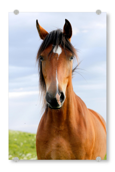 Acrylglasbild "Closeup portrait of brown horse" artboxONE - Natur,Tiere