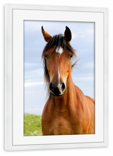 Poster mit Rahmen weiß "Closeup portrait of brown horse" artboxONE - Natur,Tiere