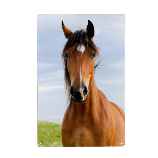 Closeup portrait of brown horse