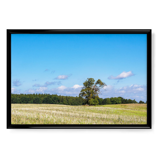 Feld, Wolken, Baum, Wald