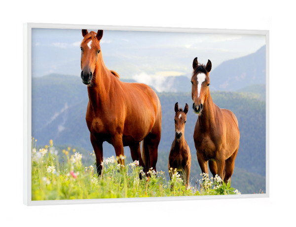 Poster mit weißem Rahmen "Drei braune Pferde" artboxONE - Natur,Tiere
