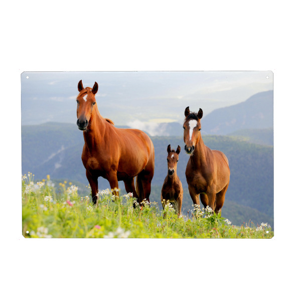 Holzbild "Drei braune Pferde" artboxONE - Natur,Tiere