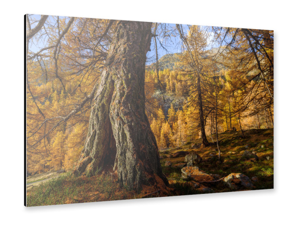 Alu-Dibond "Lärchenwald im Herbst" 30x20 cm artboxONE