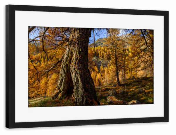 Poster mit Rahmen schwarz "Lärchenwald im Herbst" artboxONE - Natur