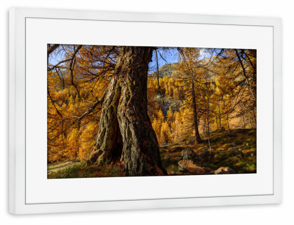 Poster mit Rahmen weiß "Lärchenwald im Herbst" artboxONE - Natur