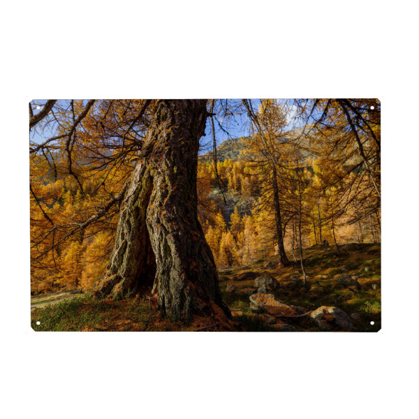 Metall Poster "Lärchenwald im Herbst" artboxONE - Natur