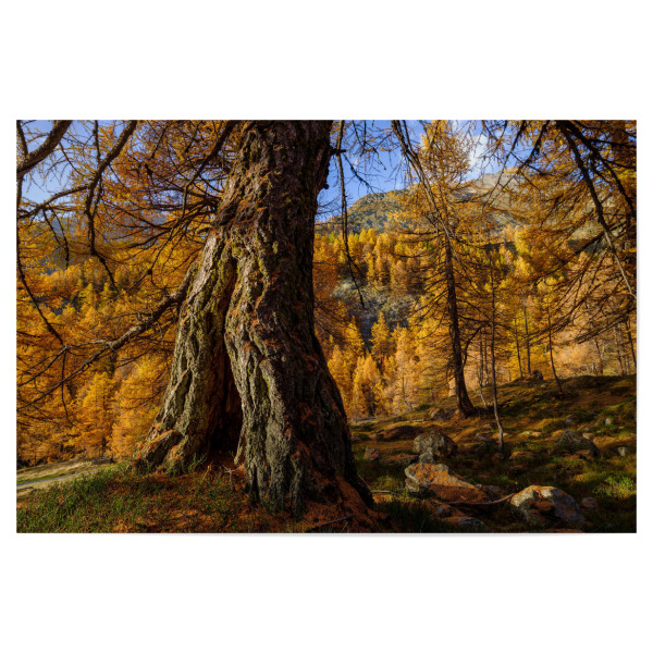Poster 30x20 cm "Lärchenwald im Herbst" artboxONE - Natur