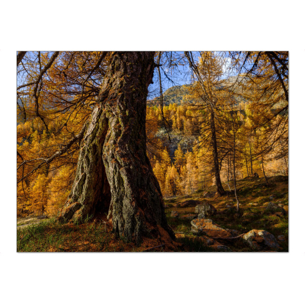 Puzzle Ravensburger "Lärchenwald im Herbst" artboxONE - Natur