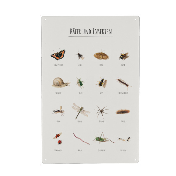 Metall Poster "Lernposter - Käfer und Insekten" artboxONE - Typografie,Für Kinder,Tiere