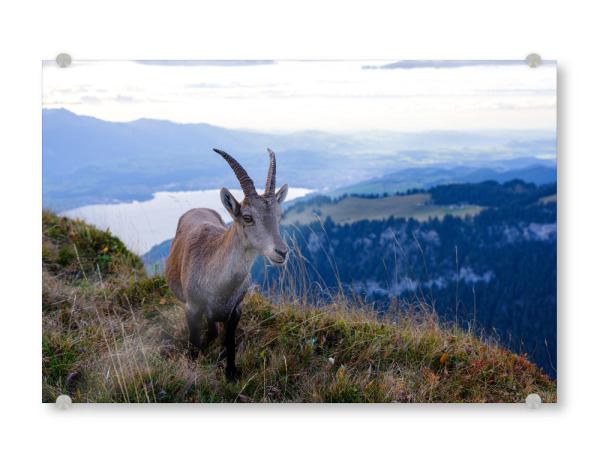 Acrylglasbild "Alpine ibex at Niederhorn" artboxONE - Natur,Tiere