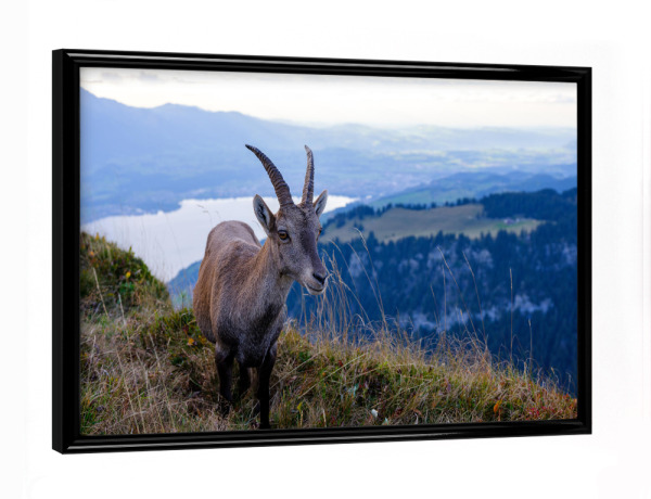 Poster mit schwarzem Rahmen "Alpine ibex at Niederhorn" artboxONE - Natur,Tiere