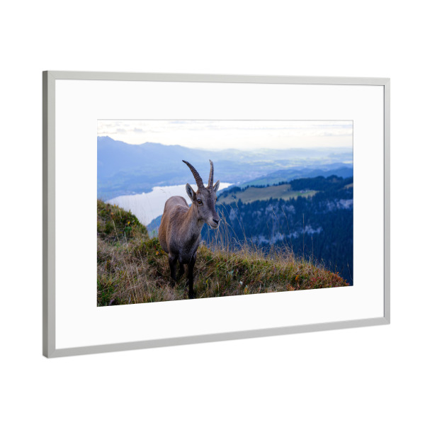 Poster mit Rahmen Silber "Alpine ibex at Niederhorn" artboxONE - Natur,Tiere