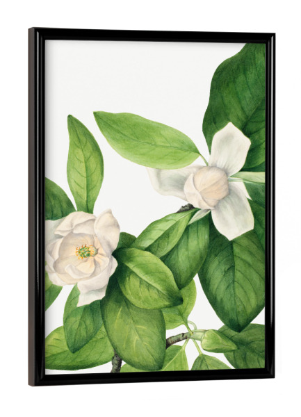 Poster mit schwarzem Rahmen "Walcott - Magnolia Duo" artboxONE - Natur,Floral - Botanik,Natur,Pflanze,Blume,Blüte,Floral,Museum,Vintage