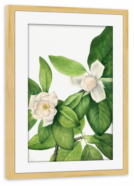 Poster mit Rahmen kiefer "Walcott - Magnolia Duo" artboxONE - Natur,Floral - Botanik,Natur,Pflanze,Blume,Blüte,Floral,Museum,Vintage