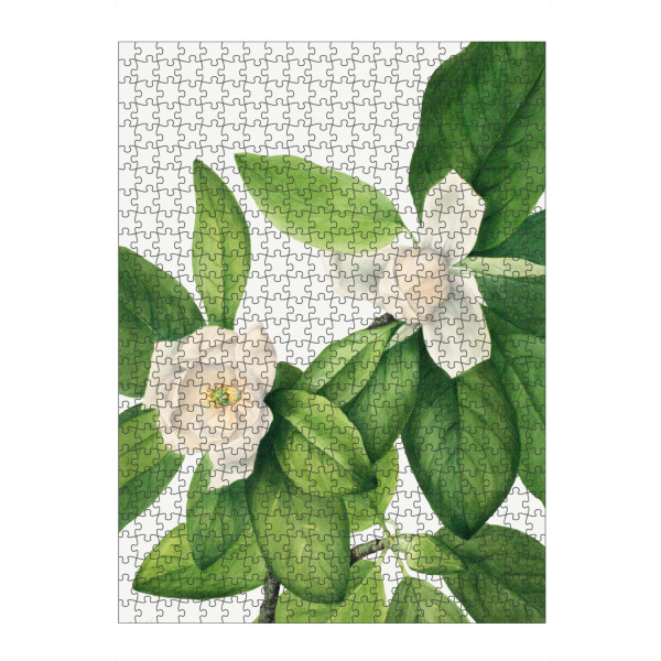 Puzzle Ravensburger "Walcott - Magnolia Duo" artboxONE - Natur,Floral - Botanik,Natur,Pflanze,Blume,Blüte,Floral,Museum,Vintage - Bild botanik